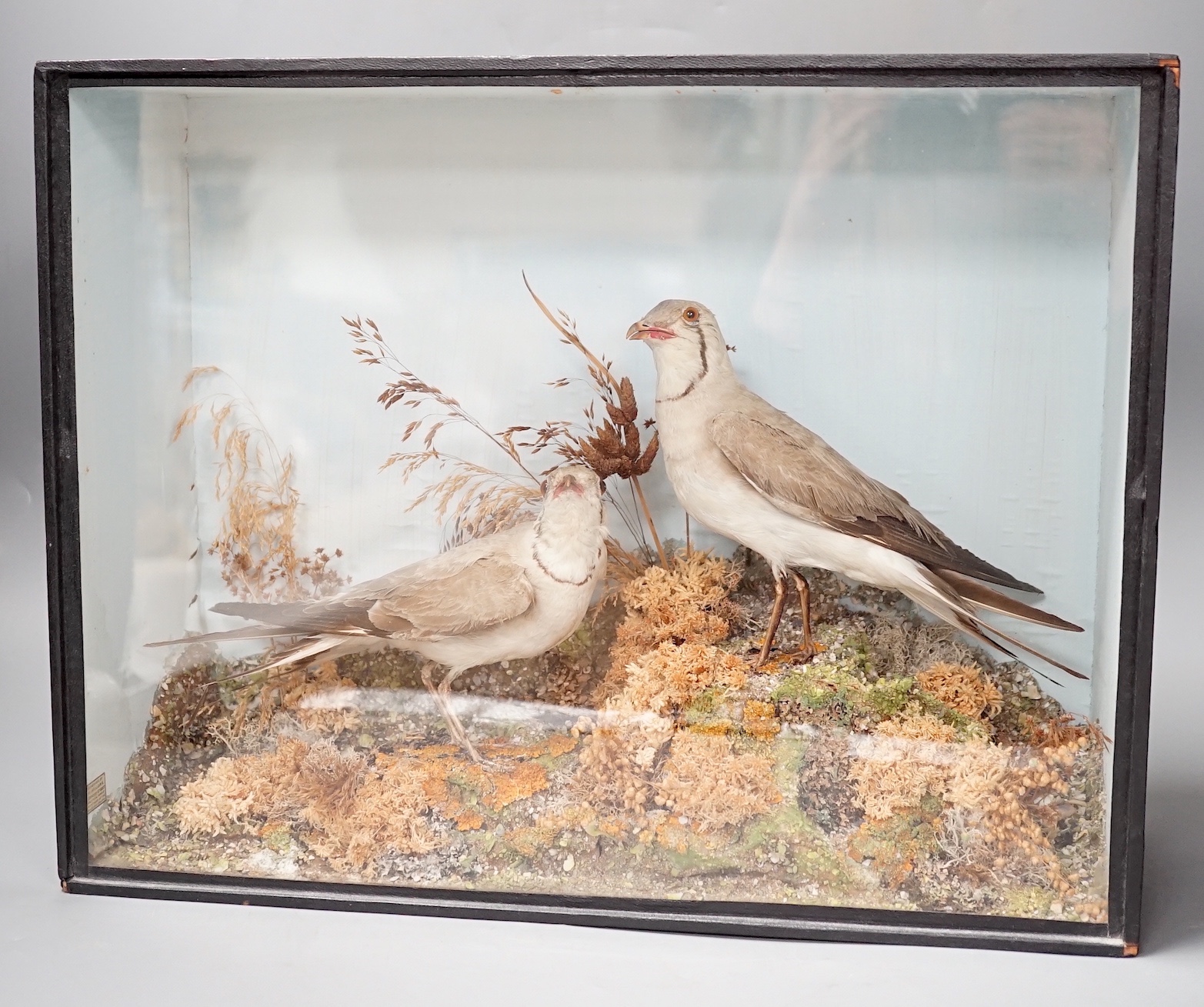 A pair of taxidermy standing Collared Pratincoles in glazed wooden case by T.M. Williams of Oxford St. - 33.5 x 43.5cm